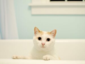 Почему кастрированный кот метит: основные причины и способы решения проблемы