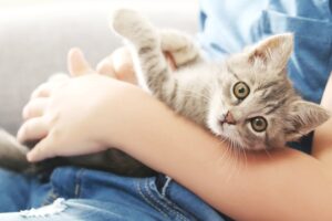Как воспитать кота: руководство для ответственного хозяина