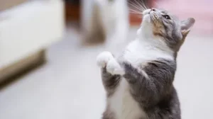Для чего кошке нужны усы?