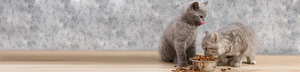 Как приучить котенка к когтеточке?