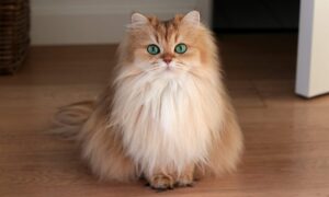 Насколько эффективны корма для выведения шерсти из желудка?
