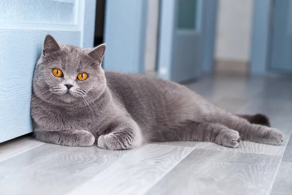 Низкокалорийные корма для кошек