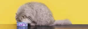 Можно ли давать сухой и влажный корм одновременно?