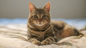 Как видят коты? Особенности кошачьего зрения и восприятия мира