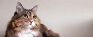 Фрукты в составе кормов для кошек