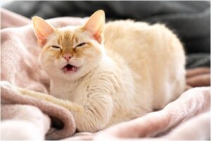 Как воспитать кота: руководство для ответственного хозяина