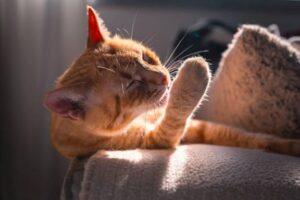 Можно ли кошке есть мышей? Польза, опасности и альтернативы