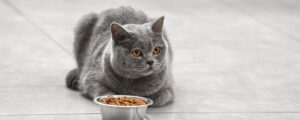 В чём разница между маленькими и большими гранулами сухого корма для кошек?