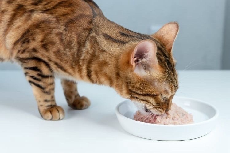 Лучшие влажные корма для кошек