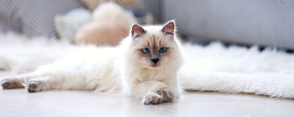 Кому необходимы безглютеновые кормя для кошек?