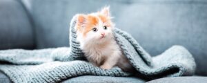 Какой влажный корм выбрать для котенка?