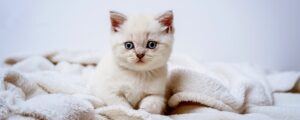 Как приучить котенка к когтеточке?