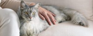 Фрукты в составе кормов для кошек